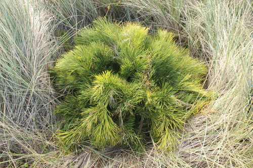 Image of Aciphylla dieffenbachii by (c) Joe Dillon, some rights reserved (CC BY)