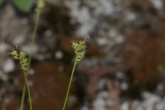 Carex concinna