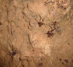 Discocyrtus testudineus