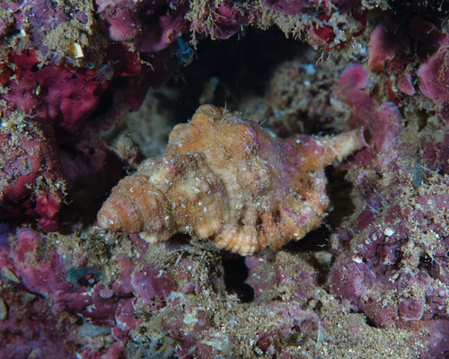 Monoplex aquatilis observed 2023-04-06