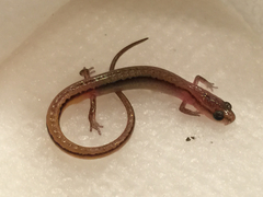 Eurycea chamberlaini