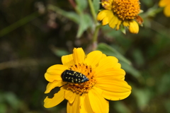 Acmaeodera flavopicta
