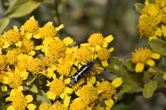 Tanyochraethes clathratus