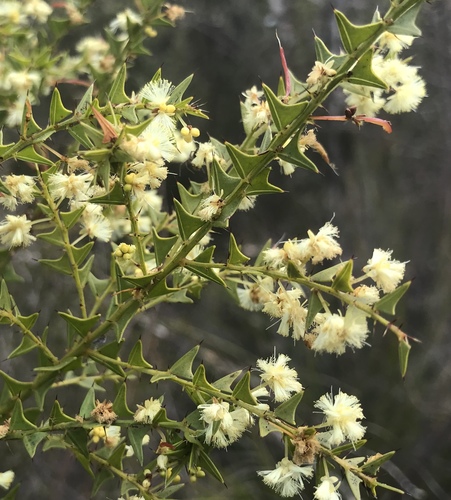 Acacia divergens Benth.