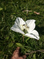 Oenothera centaurifolia