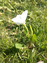 Oenothera centaurifolia