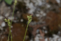 Carex concinna
