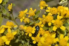 Acmaeodera flavopicta