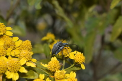 Tomentgaurotes batesi