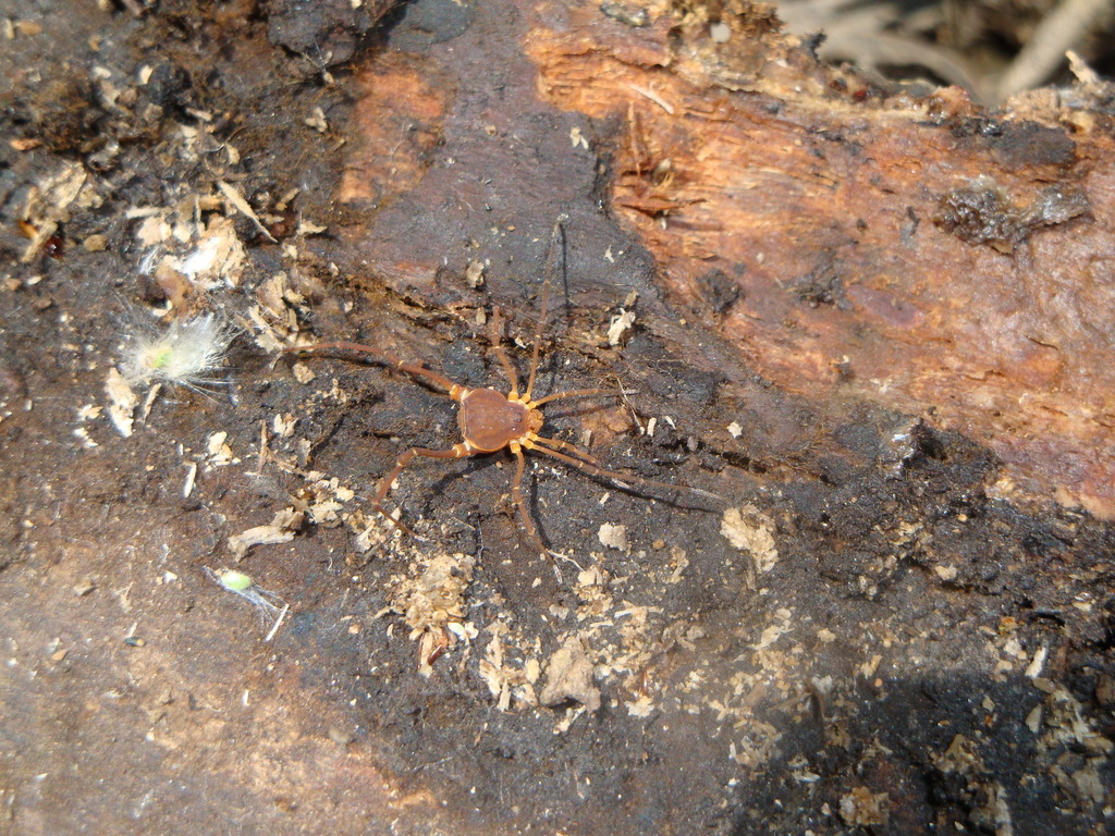 daddy longlegs