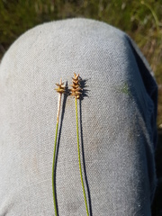 Carex exilis