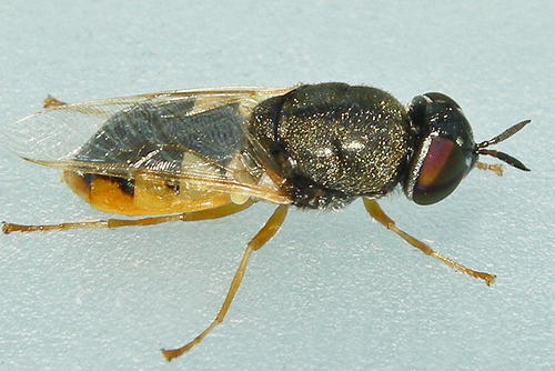 Odontomyia virgo group