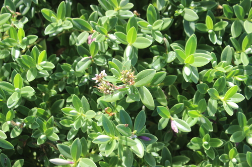 Image of Veronica chathamica by (c) Joe Dillon, some rights reserved (CC BY)