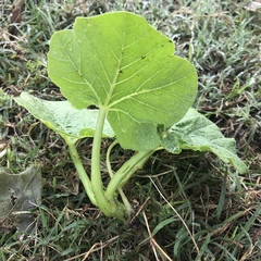 Cucurbita maxima