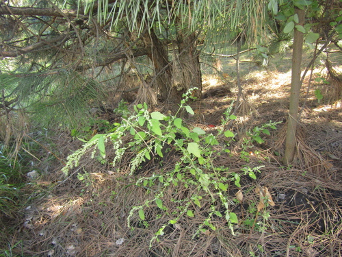 Green goosefoot (Chenopodium suecicum)