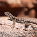 Tawny Crevice-Dragon - Photo (c) John Sullivan, some rights reserved (CC BY-NC)