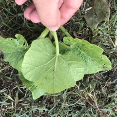 Cucurbita maxima