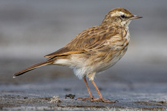 New Zealand Pipit photo 3