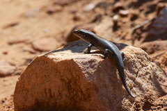 Liopholis personata
