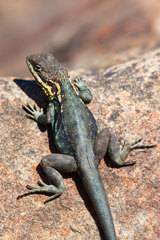 Ctenophorus modestus