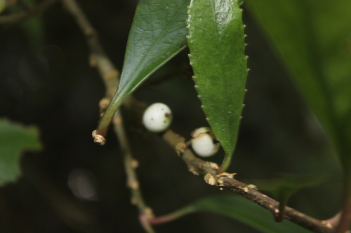 Image of Chatham Island Māhoe (Melicytus chathamicus) by (c) Joe Dillon, some rights reserved (CC BY)