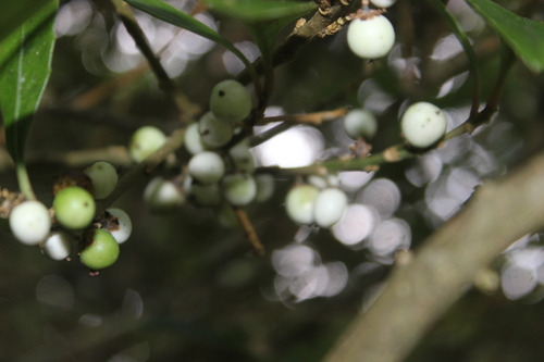Image of Chatham Island Māhoe (Melicytus chathamicus) by (c) Joe Dillon, some rights reserved (CC BY)