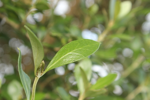 Image of Olearia telmatica by (c) Joe Dillon, some rights reserved (CC BY)