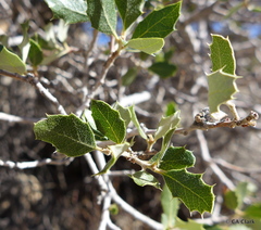Quercus cornelius-mulleri