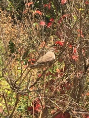 Callipepla californica