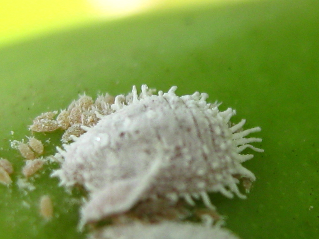 Pineapple mealybug