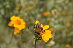Neocrossidius trivittatus