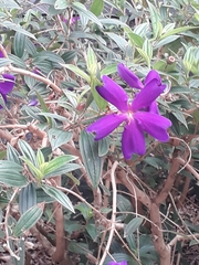 Pleroma semidecandrum