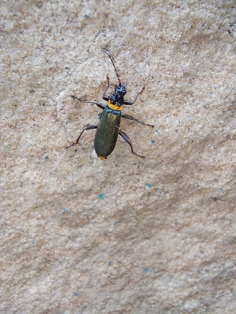 Plague Soldier Beetle from Frankston VIC 3199, Australia on April 09