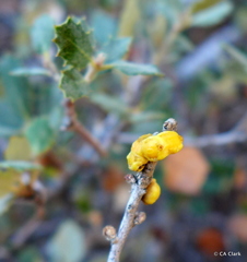 Cerococcus quercus
