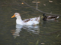 Anas platyrhynchos domesticus