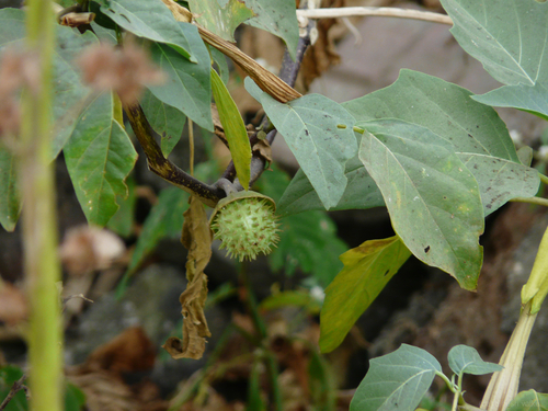 Datura metel
