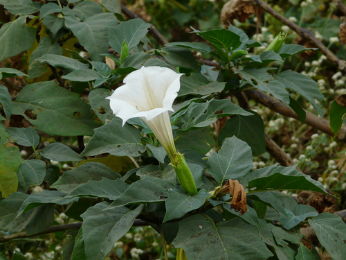 Datura metel