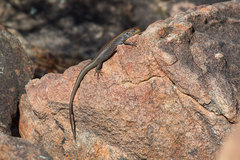 Liopholis personata