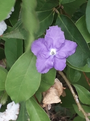 Brunfelsia pauciflora