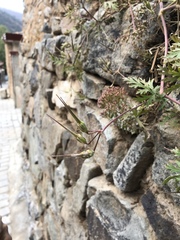 Erodium stephanianum