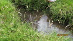 Gastrotheca riobambae