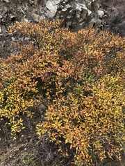 Rhododendron micranthum