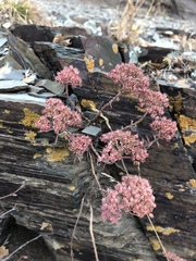 Hylotelephium tatarinowii