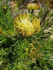 Leucospermum lineare
