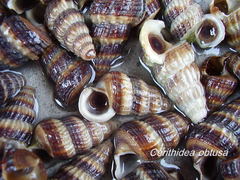 Cerithidea obtusa