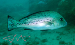 Painted Sweetlips photo 2