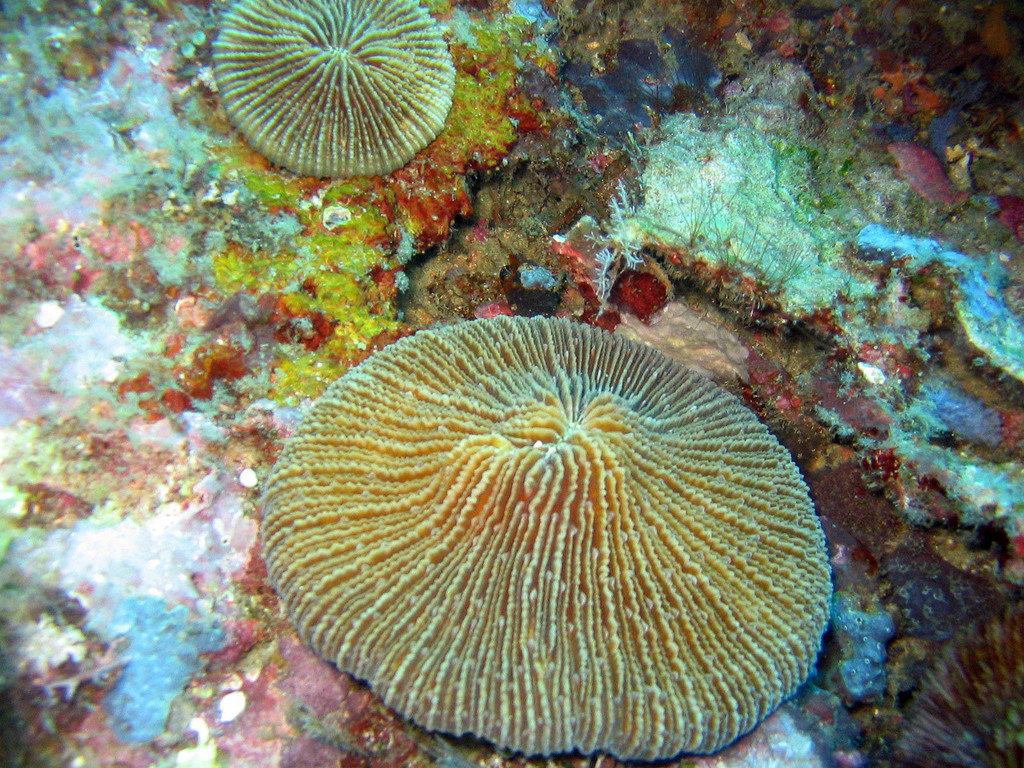 Danafungia scruposa