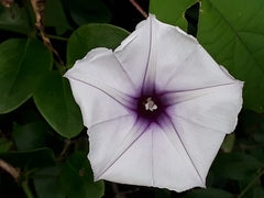 Ipomoea muricata