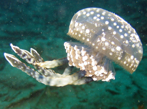 Mastigias papua (Lesson, 1830)