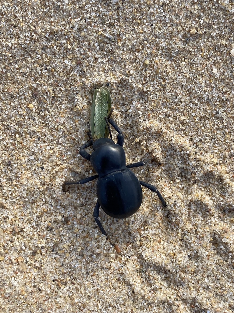 Asbolus laevis